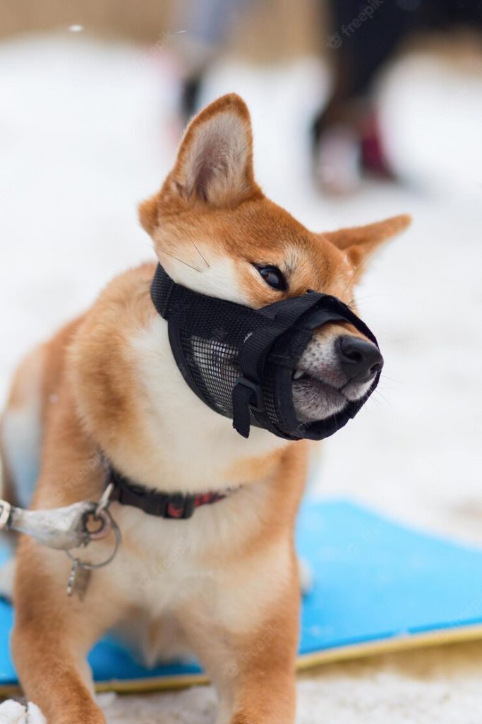 dog with protective mask muzzle